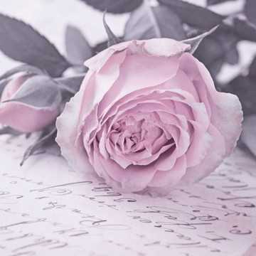 Guardanapo Rosa cor de Rosa...